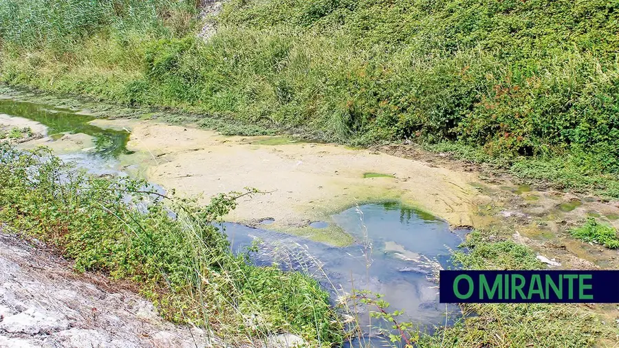 Descargas em ribeira de suiniculturas deixam cheiro nauseabundo em Azambuja