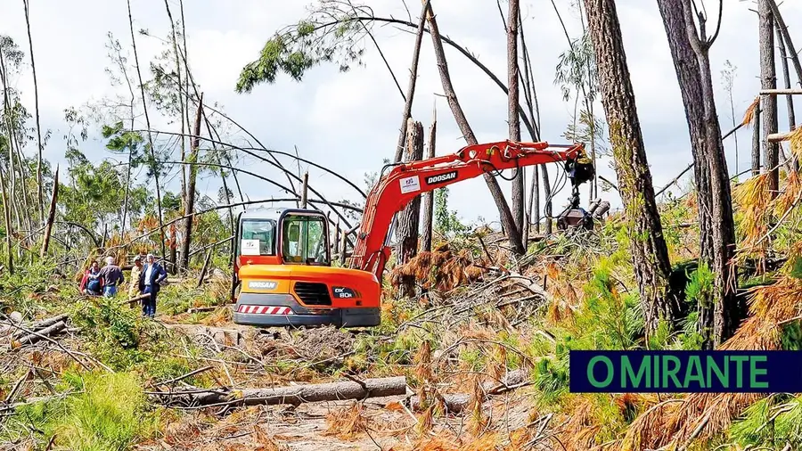Câmara de Ourém quer retirar até Outubro madeira deixada pela tempestade
