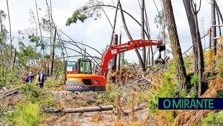 Câmara de Ourém quer retirar até Outubro madeira deixada pela tempestade