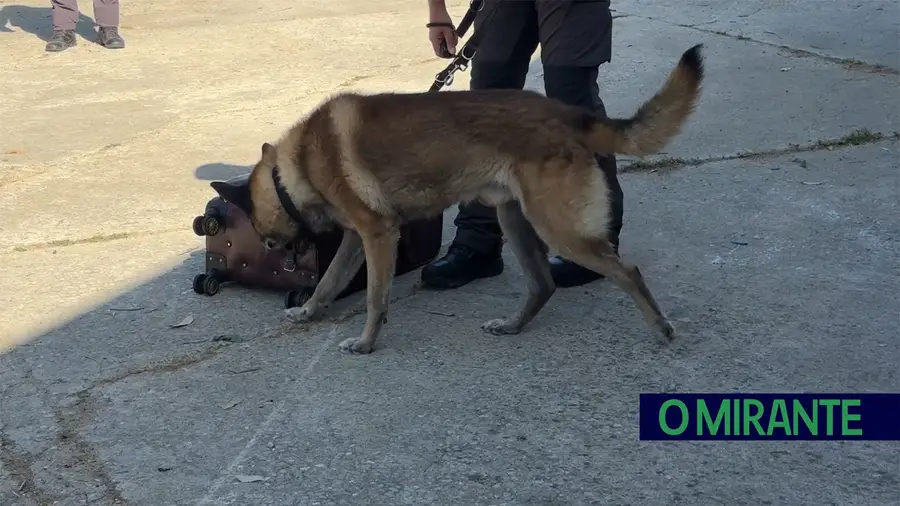 Dia do Cão: Os cães que trabalham pela comunidade