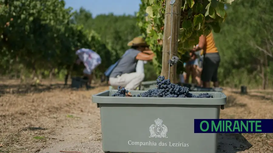 Vindima na Companhia das Lezírias convida famílias a apanhar e pisar uvas