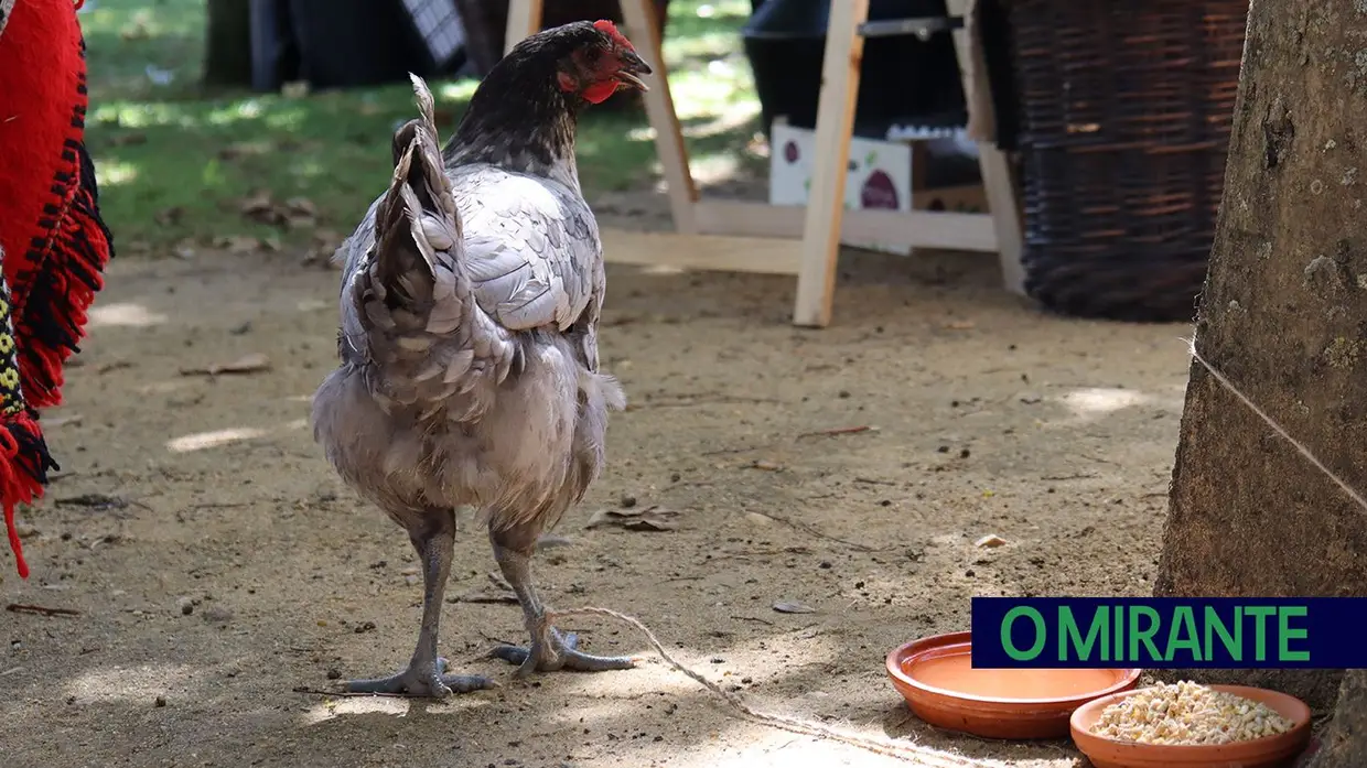 Tradições ribatejanas animaram o Jardim da República em Santarém