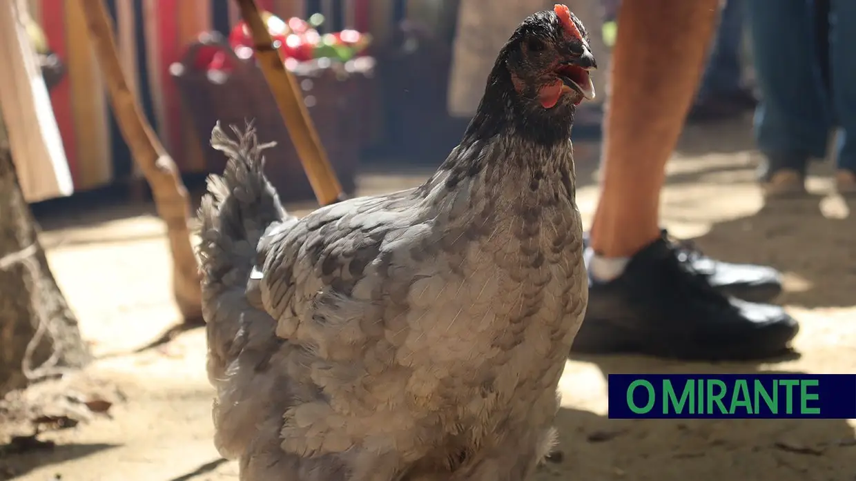 Tradições ribatejanas animaram o Jardim da República em Santarém