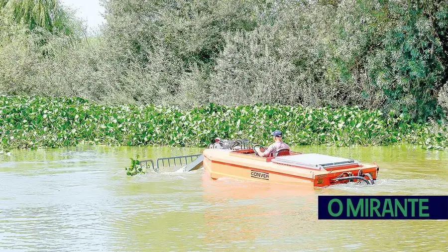 Benavente faz intervenção cirúrgica no Sorraia e prepara combate aos jacintos-de-água