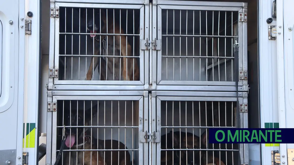 Operacionais de quatro patas com faro e disciplina para missões da GNR