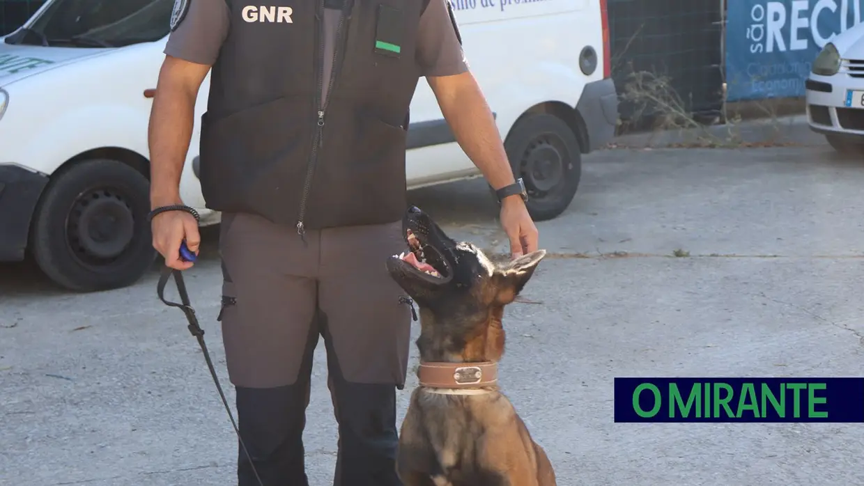 Operacionais de quatro patas com faro e disciplina para missões da GNR