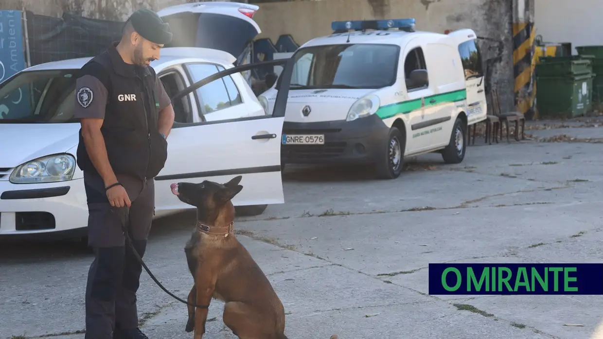 Operacionais de quatro patas com faro e disciplina para missões da GNR