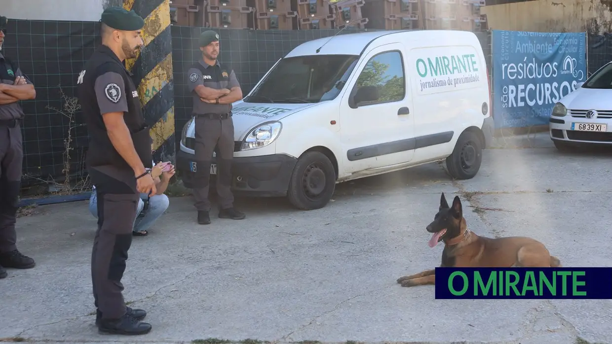 Operacionais de quatro patas com faro e disciplina para missões da GNR