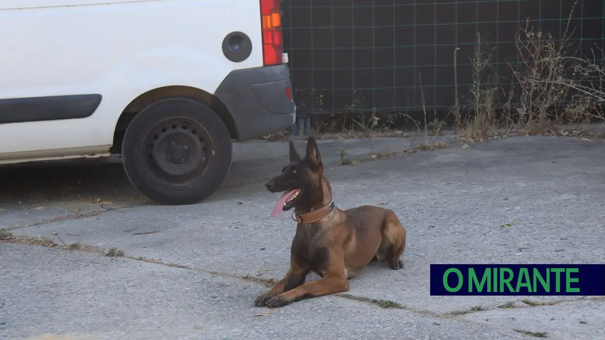 Operacionais de quatro patas com faro e disciplina para missões da GNR