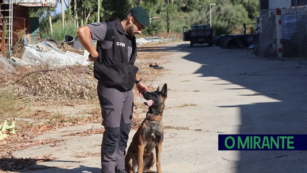 Operacionais de quatro patas com faro e disciplina para missões da GNR