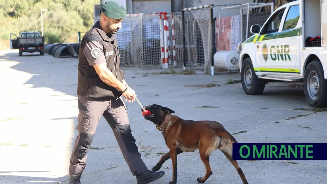 Operacionais de quatro patas com faro e disciplina para missões da GNR