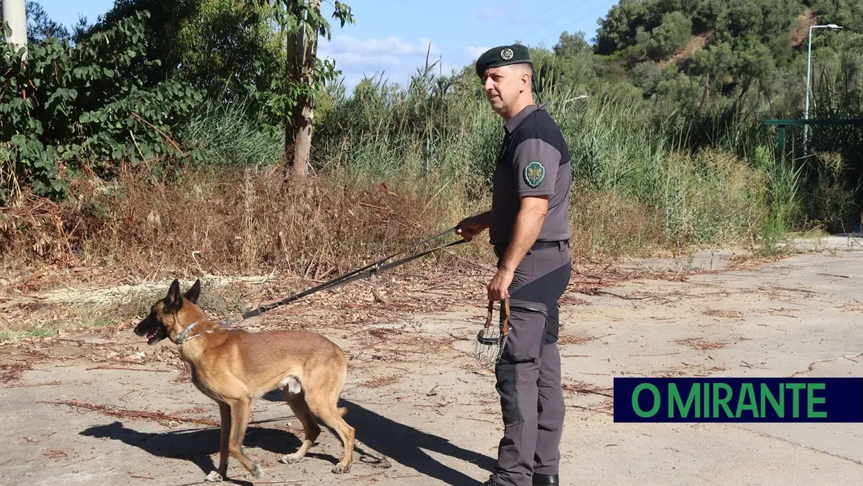 Operacionais de quatro patas com faro e disciplina para missões da GNR