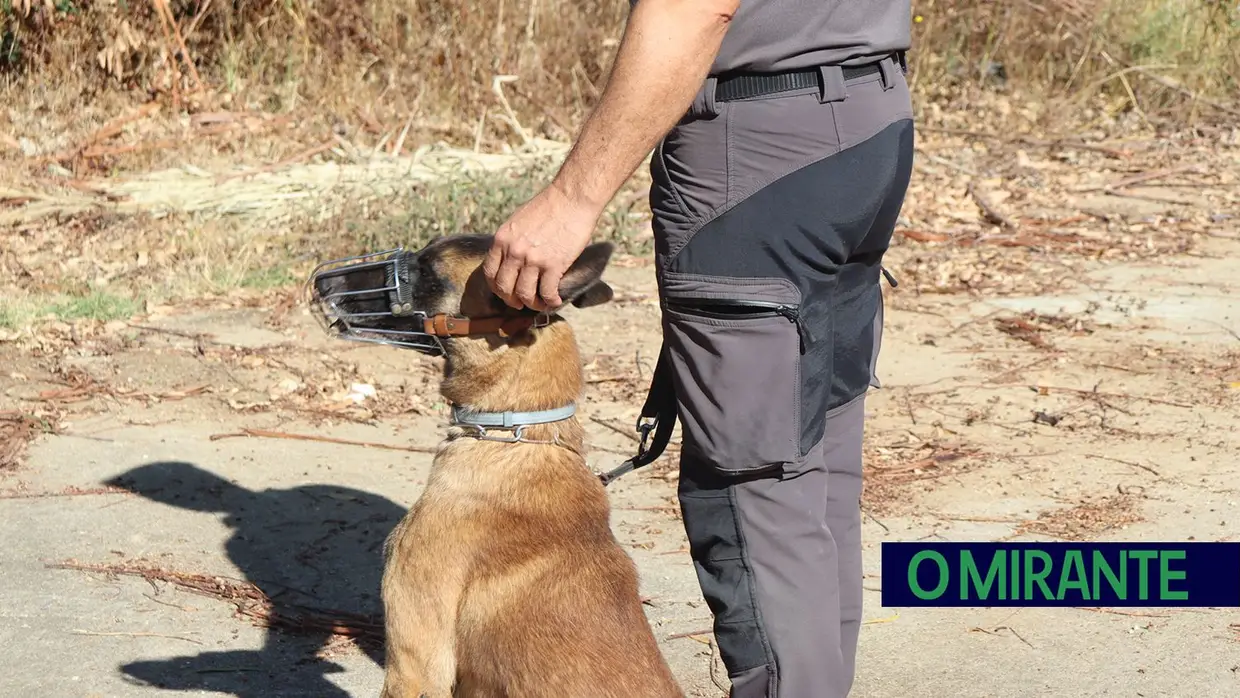 Operacionais de quatro patas com faro e disciplina para missões da GNR