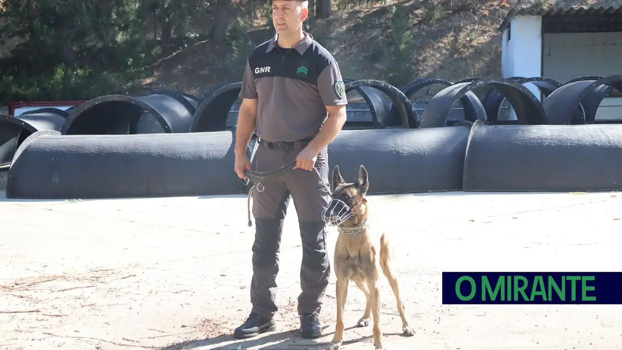 Operacionais de quatro patas com faro e disciplina para missões da GNR