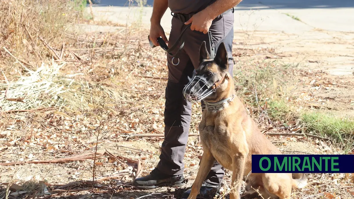 Operacionais de quatro patas com faro e disciplina para missões da GNR