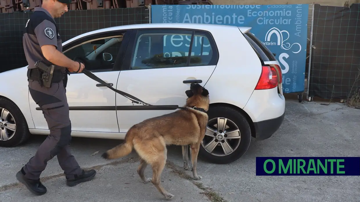 Operacionais de quatro patas com faro e disciplina para missões da GNR