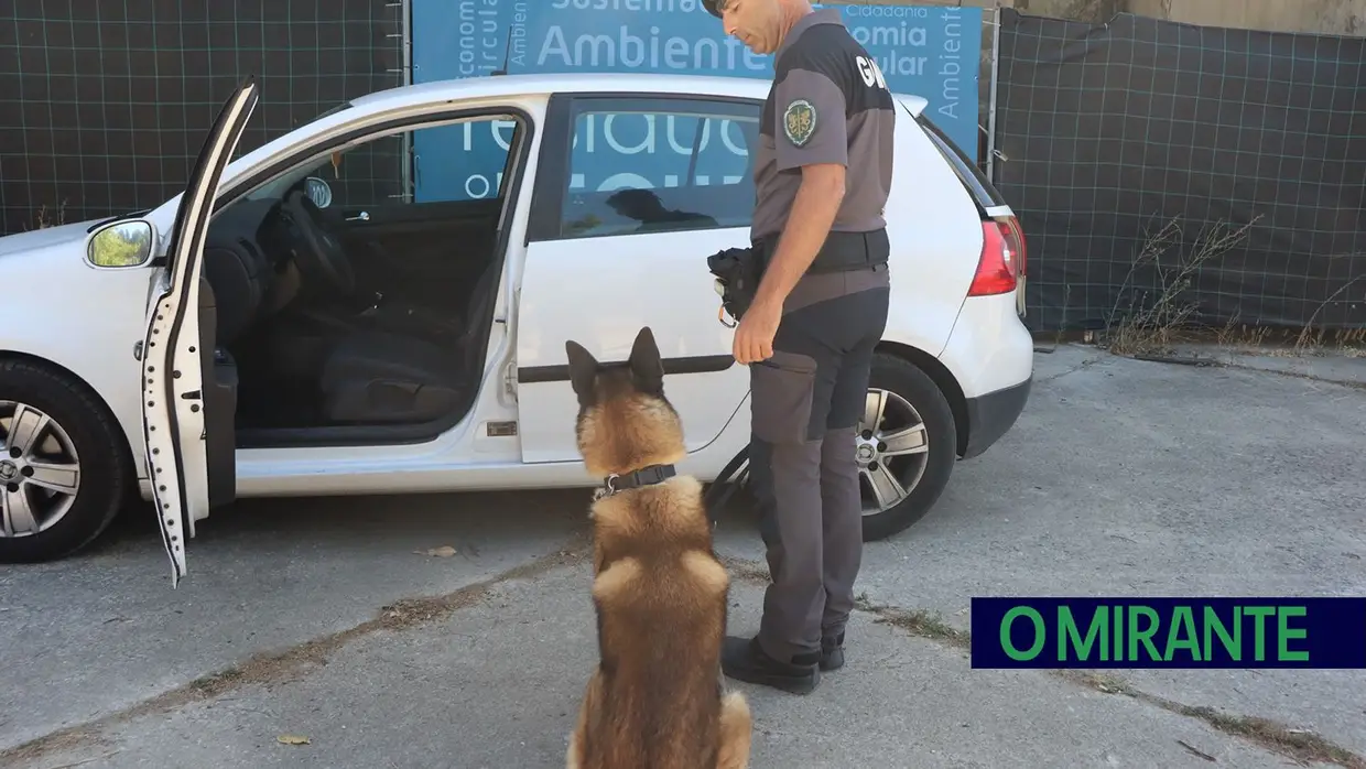 Operacionais de quatro patas com faro e disciplina para missões da GNR