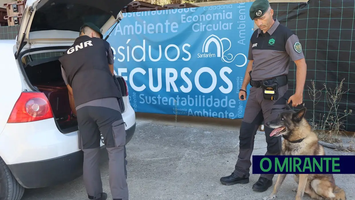 Operacionais de quatro patas com faro e disciplina para missões da GNR