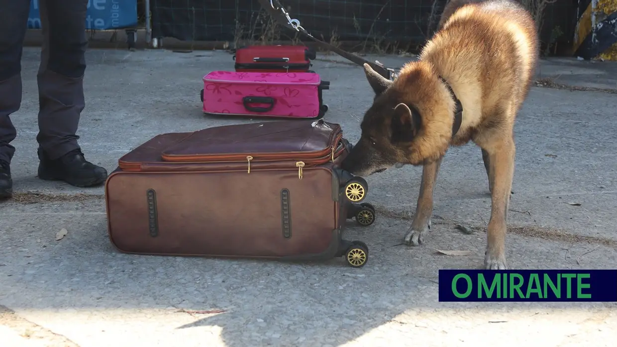 Operacionais de quatro patas com faro e disciplina para missões da GNR