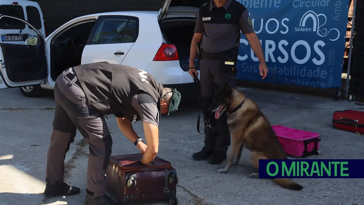 Operacionais de quatro patas com faro e disciplina para missões da GNR