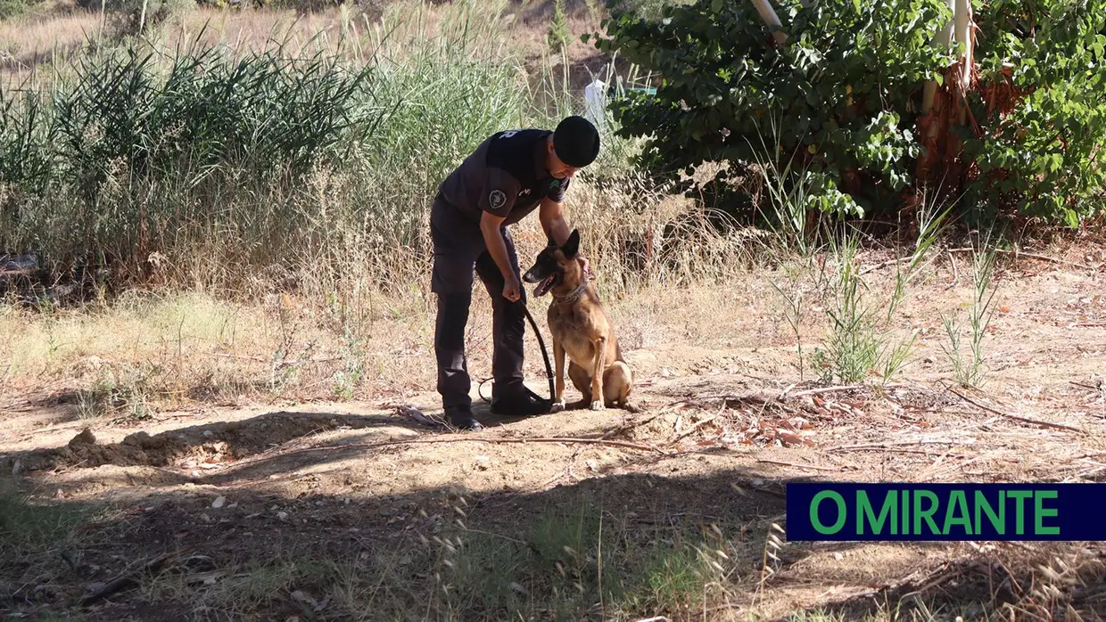 Operacionais de quatro patas com faro e disciplina para missões da GNR