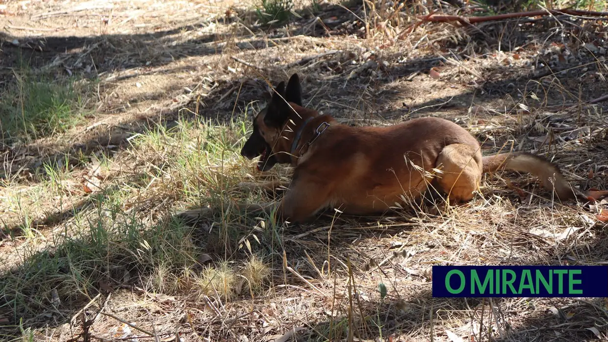 Operacionais de quatro patas com faro e disciplina para missões da GNR