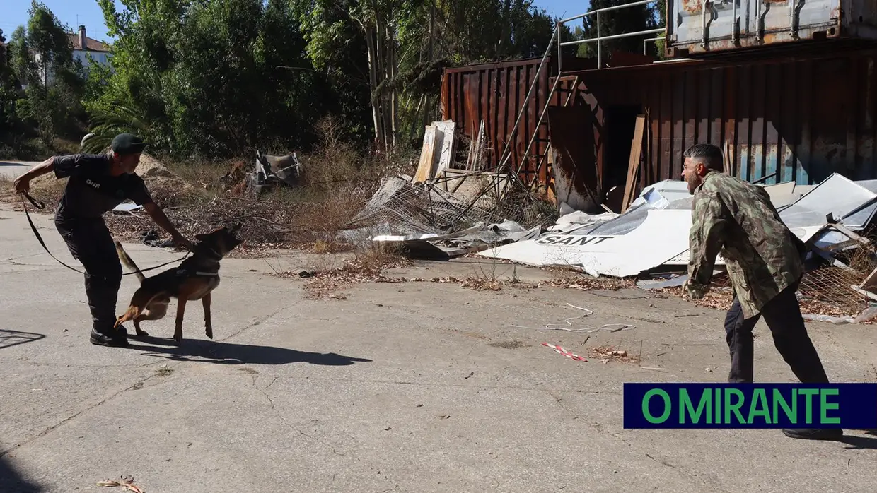Operacionais de quatro patas com faro e disciplina para missões da GNR