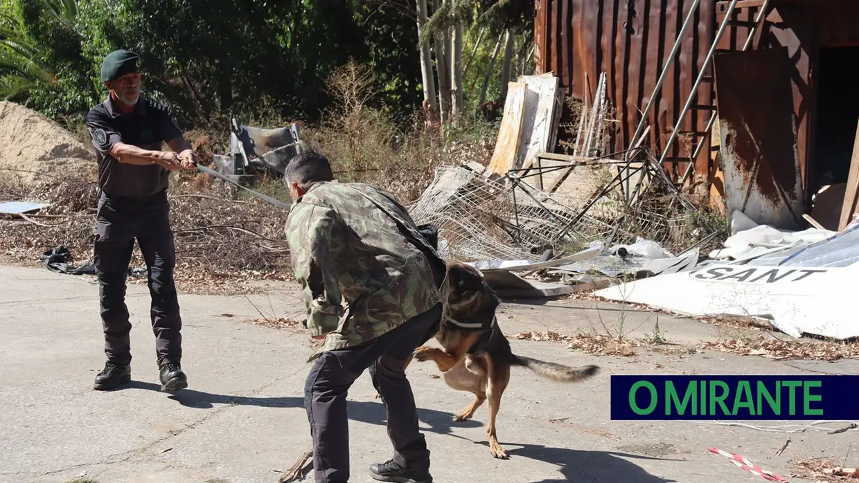 Operacionais de quatro patas com faro e disciplina para missões da GNR