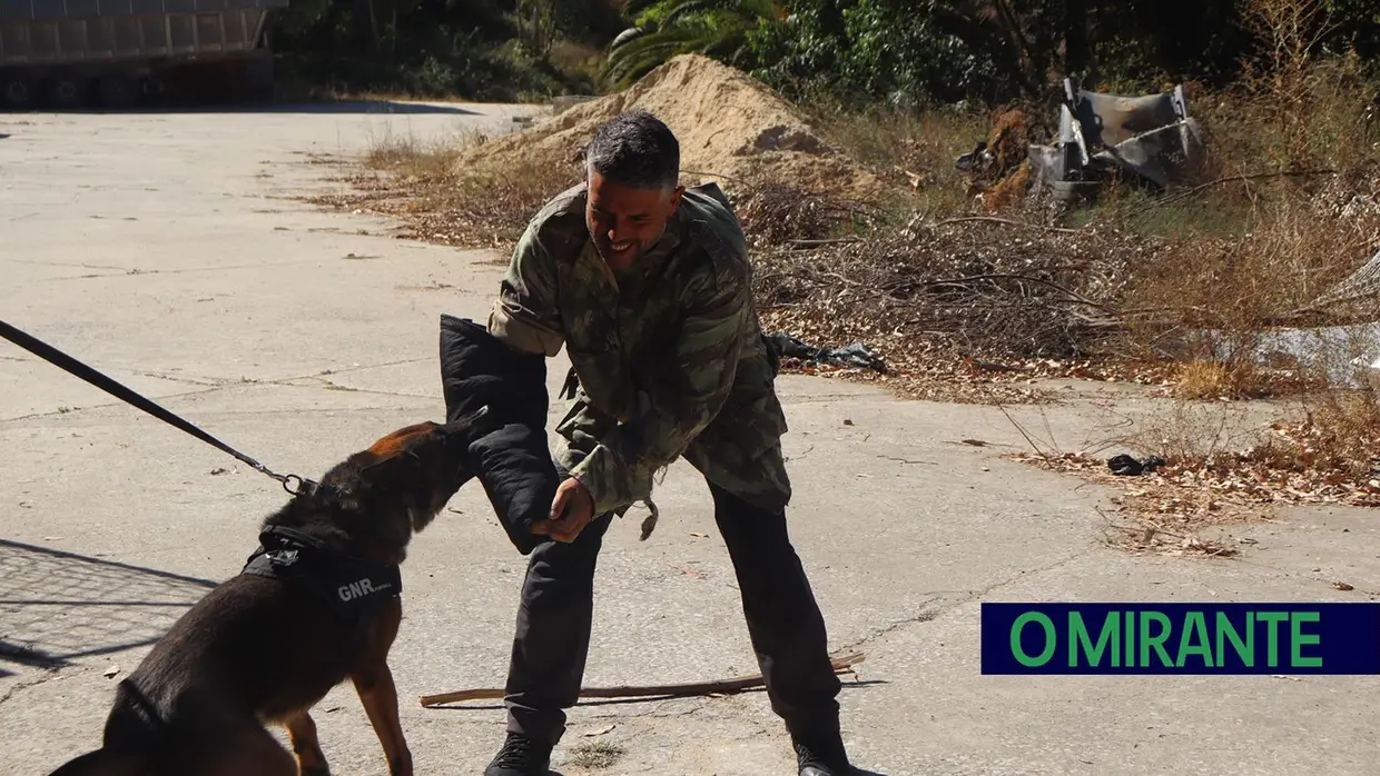 Operacionais de quatro patas com faro e disciplina para missões da GNR