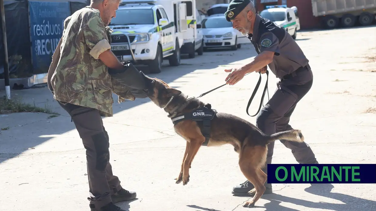 Operacionais de quatro patas com faro e disciplina para missões da GNR