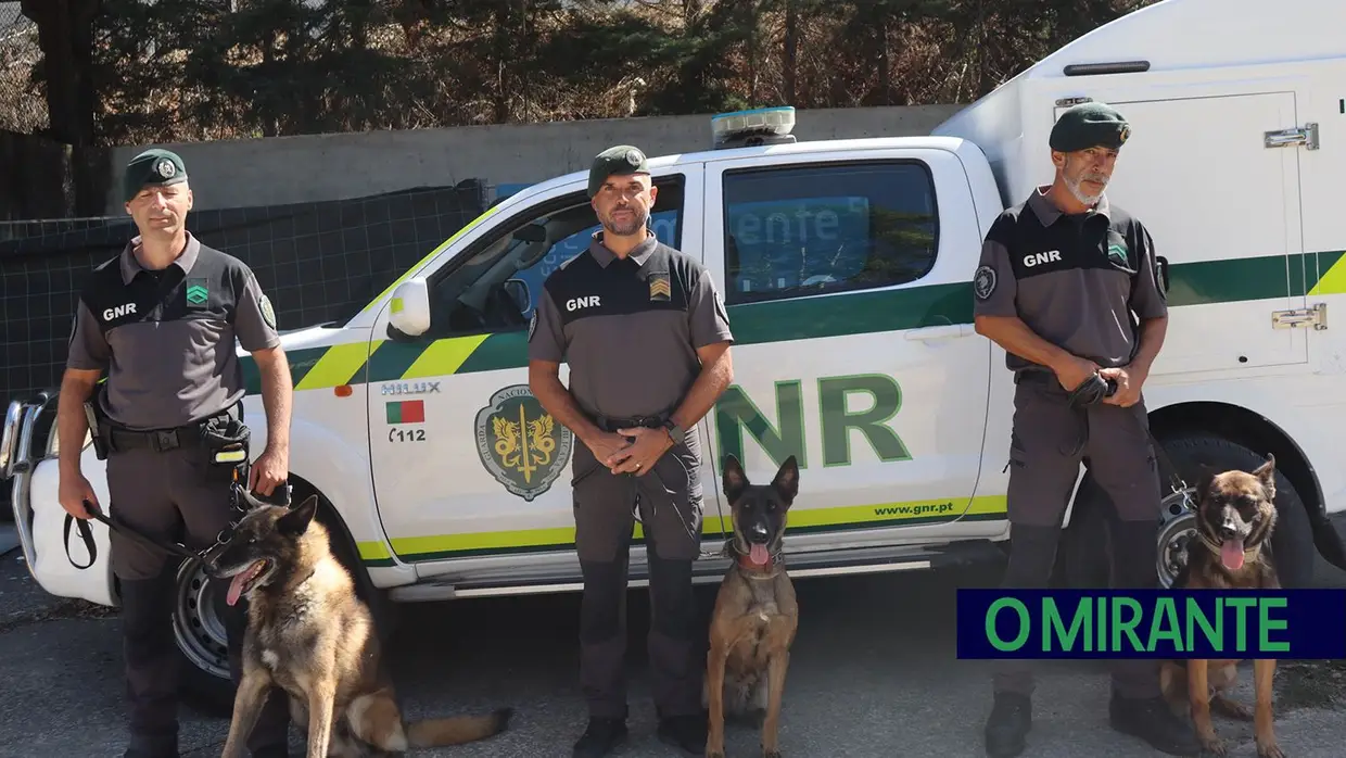 Operacionais de quatro patas com faro e disciplina para missões da GNR