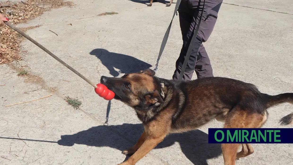 Operacionais de quatro patas com faro e disciplina para missões da GNR