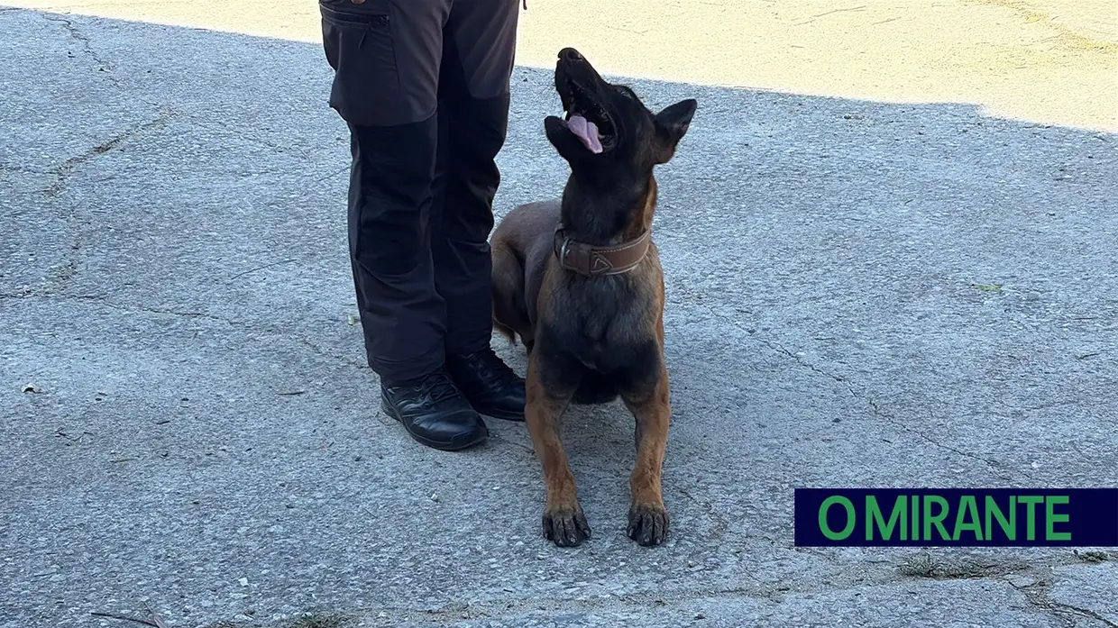 Operacionais de quatro patas com faro e disciplina para missões da GNR