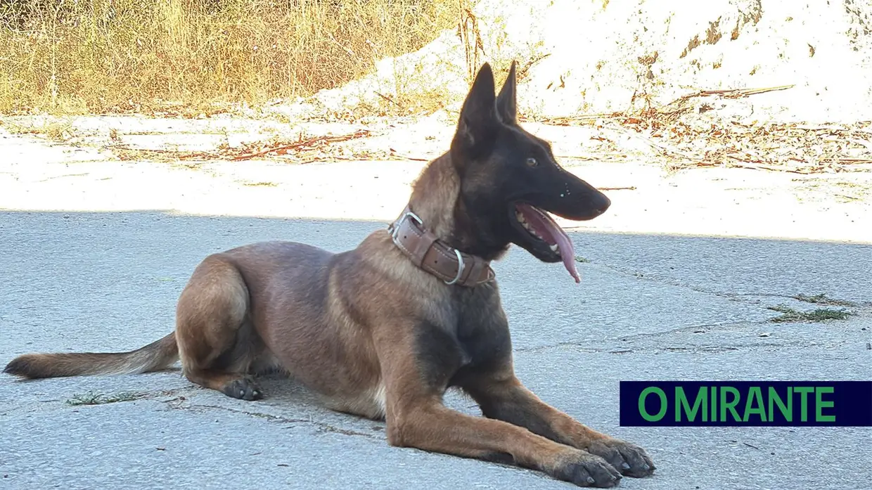 Operacionais de quatro patas com faro e disciplina para missões da GNR