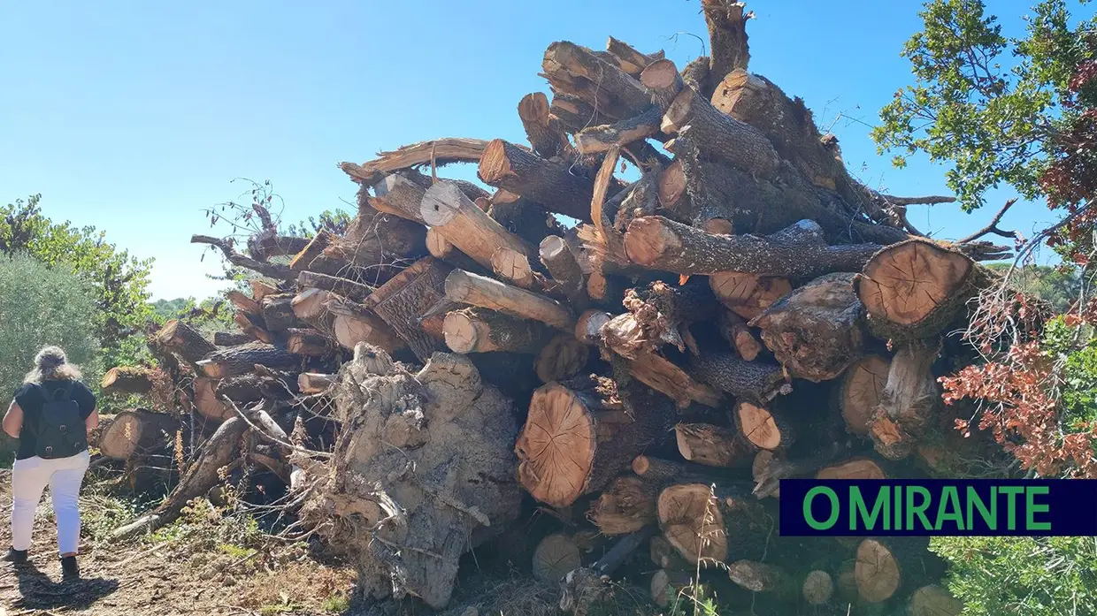 Mata Nacional dos Sete Montes vai reabrir em Outubro