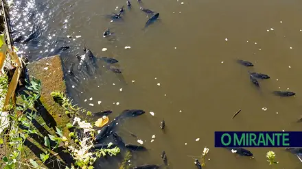 Peixes mortos e água poluída voltam a lançar alerta na Vala Real em Alpiarça