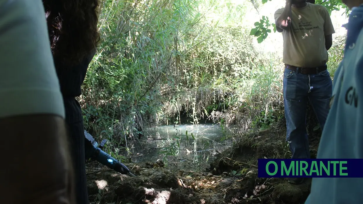 Terceira barreira removida da ribeira de Perofilho para recuperar ecossistema