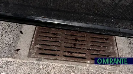 Morador pede desbaratização urgente em Vialonga