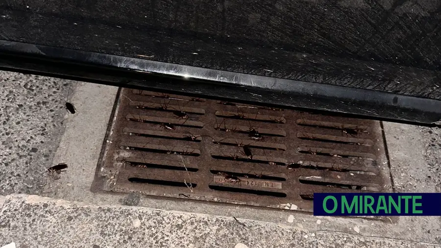 Morador pede desbaratização urgente em Vialonga