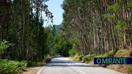 Eucalipto: a árvore que divide um país