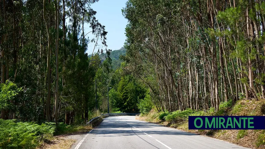 Eucalipto: a árvore que divide um país