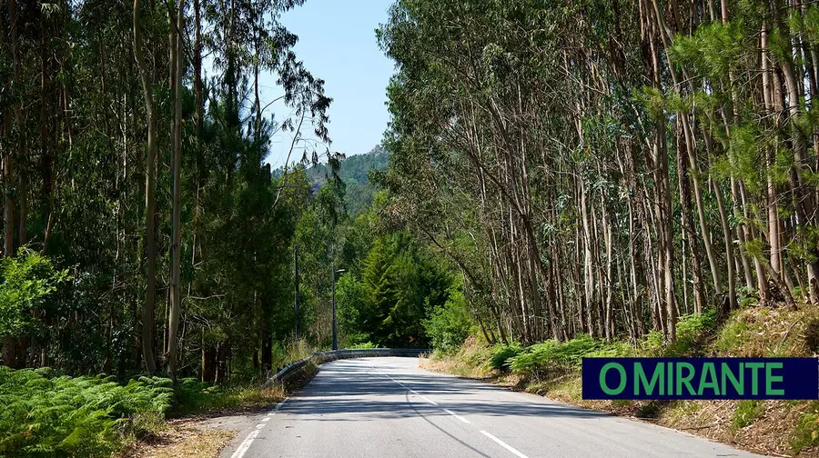Eucalipto: a árvore que divide um país