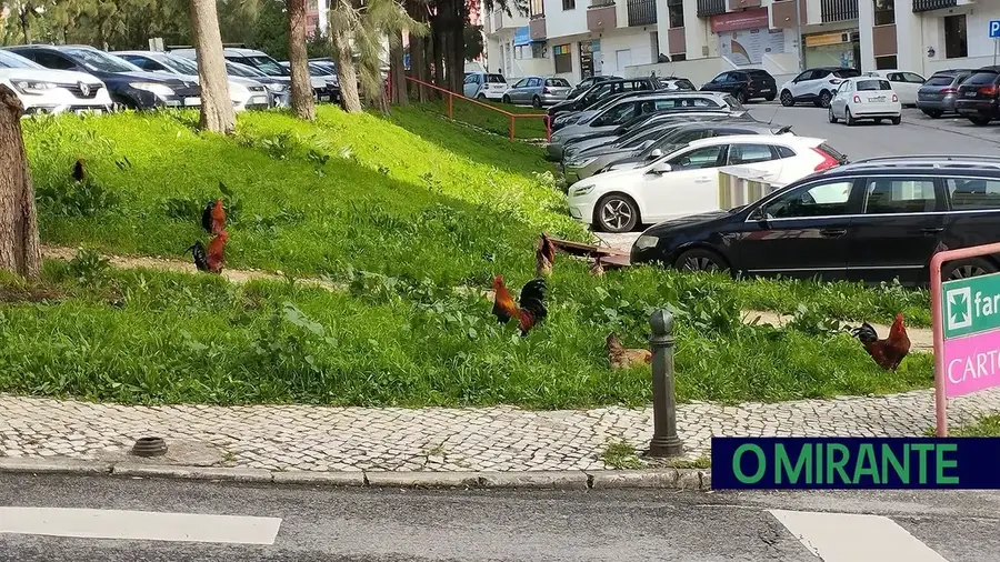 Galinhas da Quinta da Piedade continuam à solta na Póvoa de Santa Iria