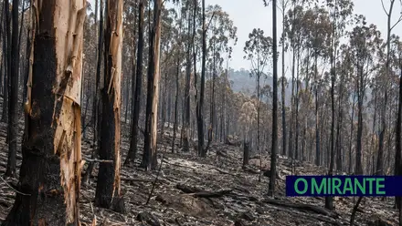 Os incêndios não respeitam fronteiras: o exemplo da Galiza e do Norte e Centro de Portugal onde o eucalipto continua a dividir opiniões
