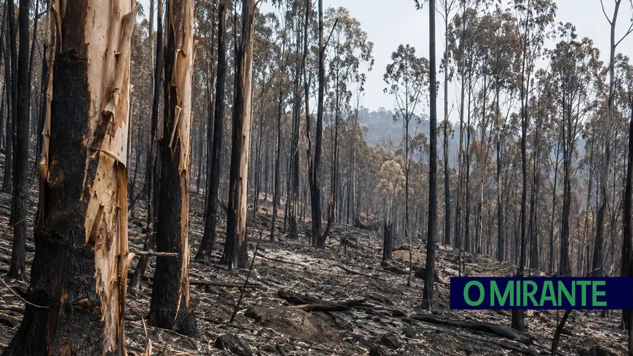 Os incêndios não respeitam fronteiras: o exemplo da Galiza e do Norte e Centro de Portugal onde o eucalipto continua a dividir opiniões