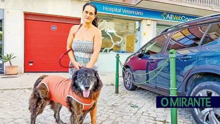TáxiCão é cada vez mais uma resposta essencial no transporte de animais de companhia