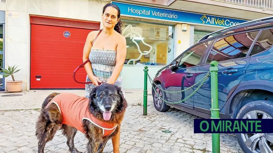 TáxiCão é cada vez mais uma resposta essencial no transporte de animais de companhia