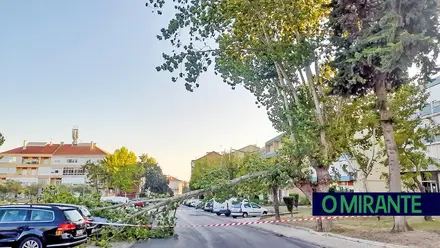 Queda de árvore danificou três automóveis no Forte da Casa