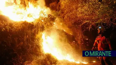 Galiza e Norte de Portugal procuram no passado soluções para os problemas futuros com os incêndios e o eucalipto