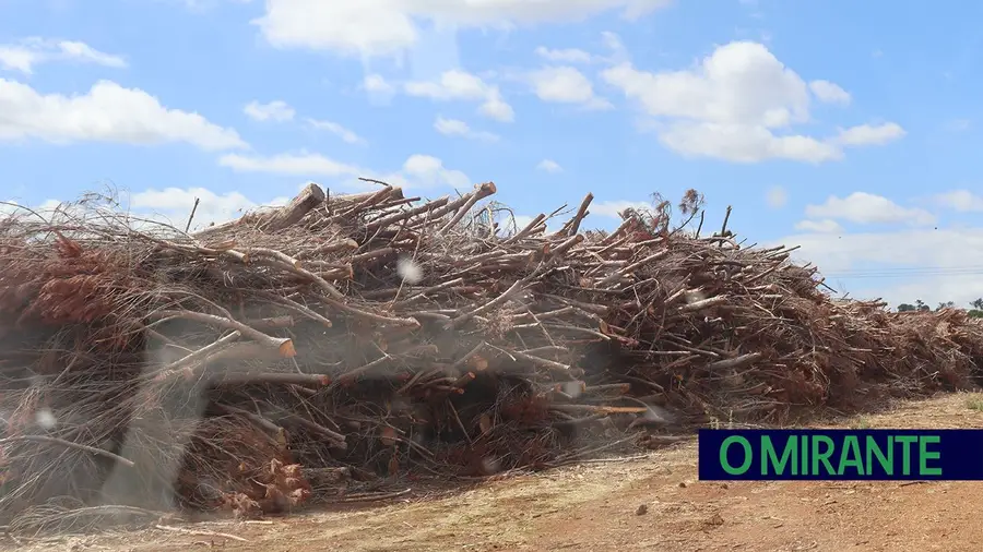 Desmatação e expansão de olival em Pé do Cão; Câmara de Torres Novas embarga trabalhos